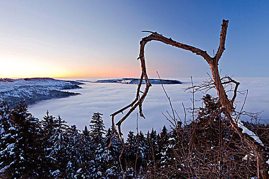 晨光,高,雾,冬天,黑森林,巴登符腾堡,德国,欧洲