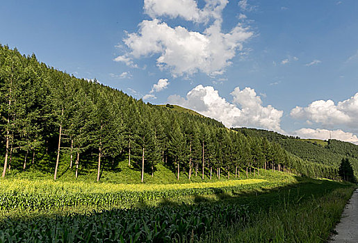 森林,植被,水土保持,防风带,环境保护