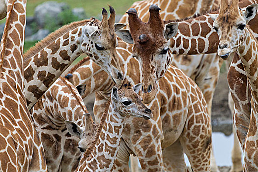 长颈鹿,母亲,依偎,幼兽,非洲