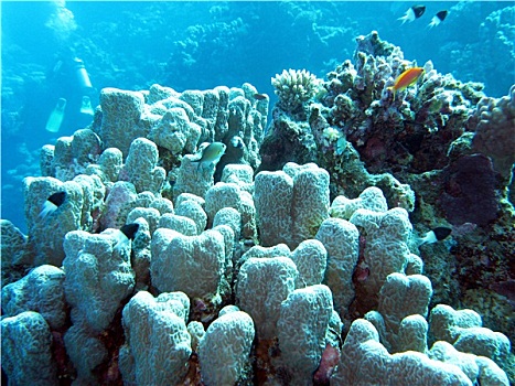 珊瑚礁,珊瑚,热带,海洋,水下