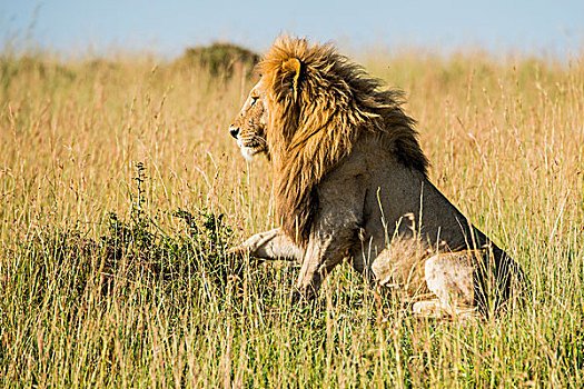 非洲,肯尼亚,马赛马拉国家保护区,三角形,马拉河,盆地,雄性,狮子
