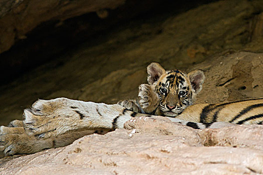 孟加拉虎,虎,五个,星期,老,幼兽,母亲,巢穴,班德哈维夫国家公园,印度