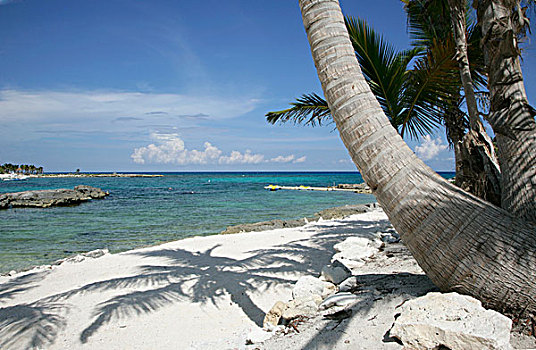 棕榈树,海滩,马雅里维拉,尤卡坦半岛,墨西哥