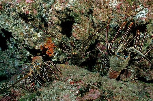 龙虾,洞穴