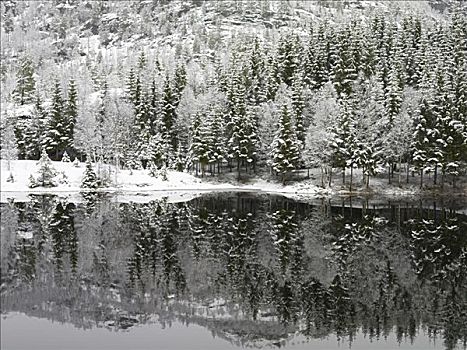 湖,积雪,树