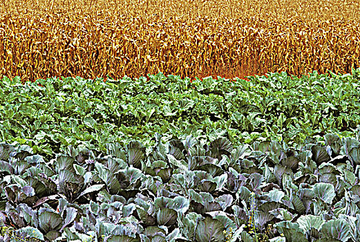 卷心菜,土地,玉米,不列颠哥伦比亚省,加拿大