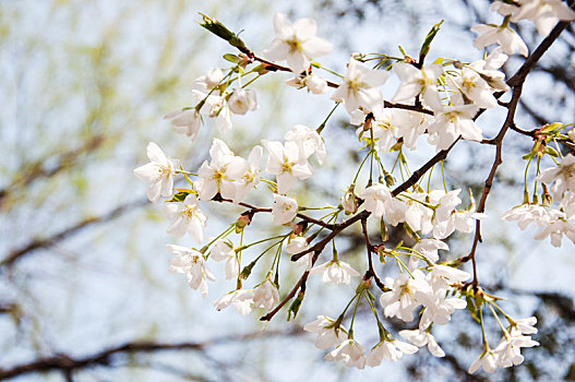 盛开的白樱花