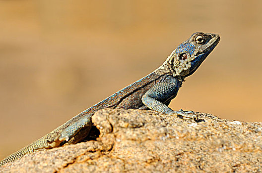 雄性,格格普自然保护区,纳马夸兰,南非,非洲