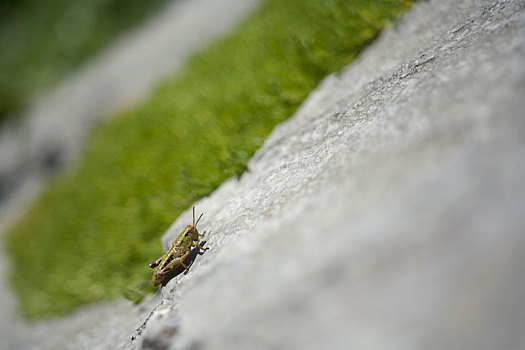 蝗虫,岩石上,国家公园,施蒂里亚,奥地利
