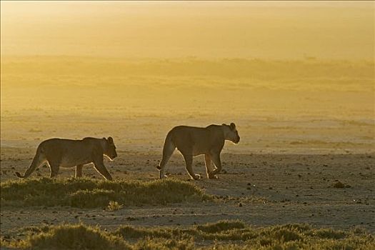 雌狮,狮子,埃托沙国家公园,纳米比亚,非洲