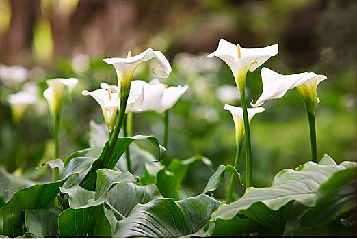 百合,国王岛,塔斯马尼亚,澳大利亚