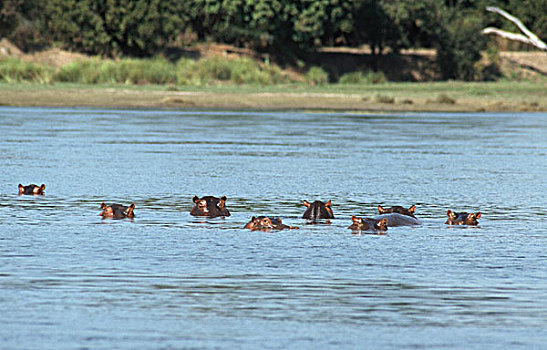 牧群,河马,游泳,河,赞比西河,国家公园,津巴布韦