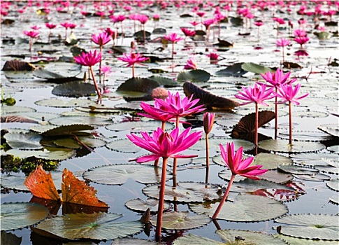 湖,荷花,泰国