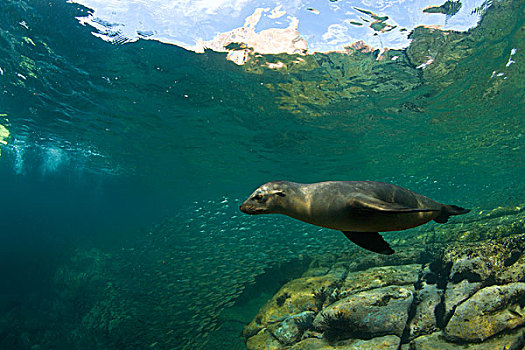 加利福尼亚,海狮,加州海狮,海洋,保存,靠近,区域,下加利福尼亚州,墨西哥