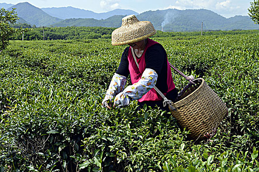 海南白沙绿茶采茶的茶农