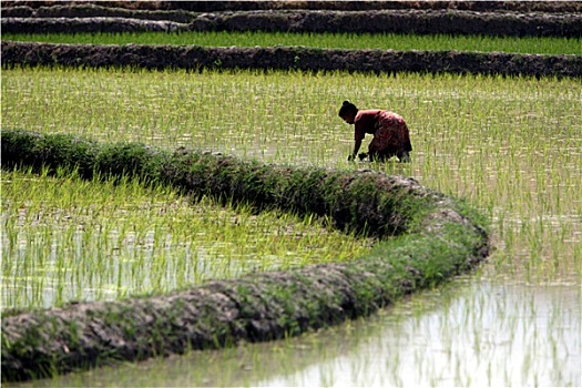 稻米,农业,水