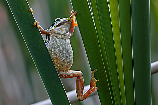 欧洲树蛙,无斑雨蛙,芦苇,叶子,中间,生物保护区,萨克森安哈尔特,德国,欧洲