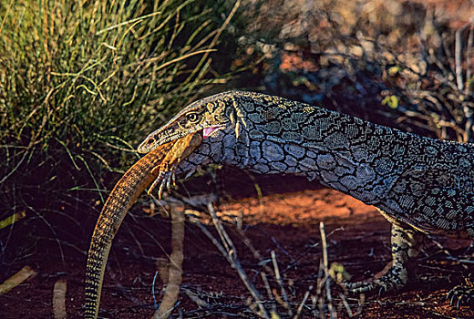 澳大利亚,乌卢鲁卡塔曲塔国家公园,巨蜥属,吃,猎捕