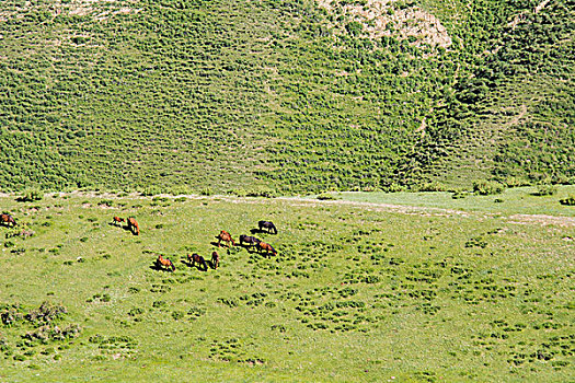 新疆伊犁那拉提草原成群的骏马