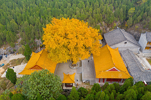 航拍济南淌豆寺的千年银杏