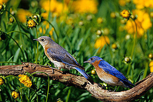 东方,蓝知更鸟,雌性,花,花园,靠近,金鸡菊属