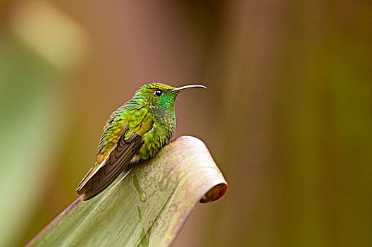 翠绿色,栖息,叶子,阿拉胡埃拉,省,哥斯达黎加,北美