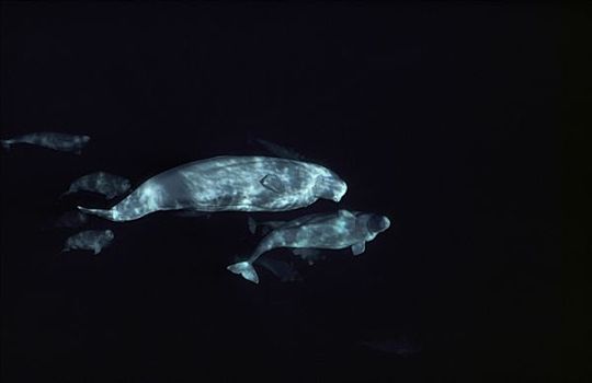 白鲸,群,水下