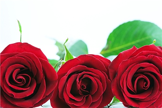 三个,红玫瑰,隔绝,白色背景