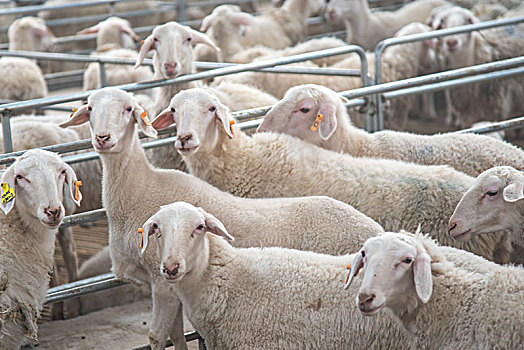 圈养羊群