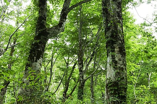 山,山毛榉,树林,原始