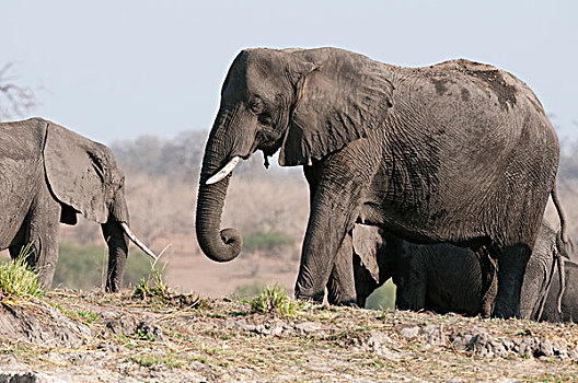 大象,非洲象,乔贝国家公园,博茨瓦纳