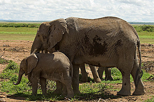 非洲,肯尼亚,安伯塞利国家公园,大象,幼兽,乡村