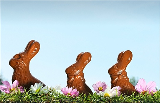 巧克力,兔子,草