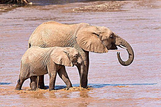 非洲象,穿过,河,幼兽,萨布鲁国家公园,肯尼亚,非洲
