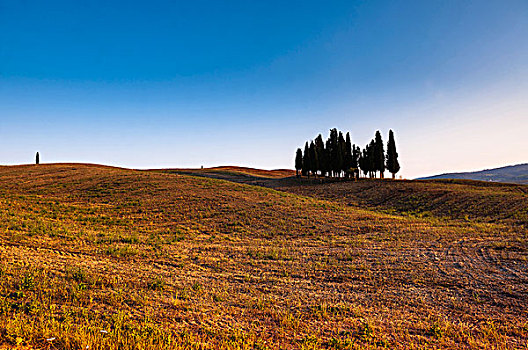 风景,地点,柏树,锡耶纳省,托斯卡纳,意大利