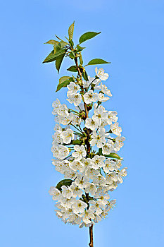 樱桃树,花,清晰,蓝天,春天,巴登符腾堡,莱茵河,山谷,德国