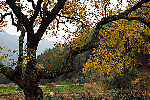 树杆和秋天