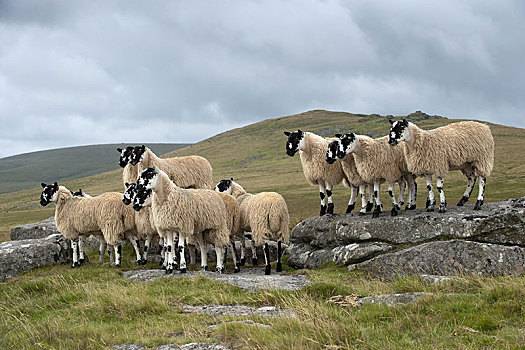 家羊,骡子,羊羔,就绪,秋天,销售,成群,站立,高沼地,达特姆尔高原,德文郡,英格兰,英国,欧洲