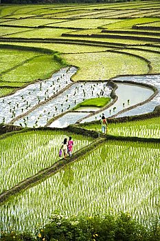 稻米梯田,苏门答腊岛,印度尼西亚