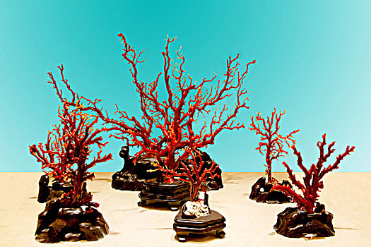 台湾台东市珊瑚展示中心展出的名贵红珊瑚