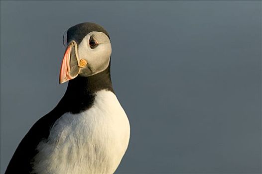 大西洋角嘴海雀,北极,岛屿,冰岛