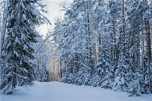 云杉,遮盖,雪,冬天,树林,爱沙尼亚