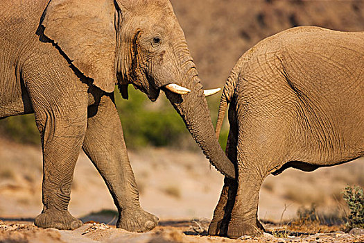 非洲象,雄性动物,检查,女性,骷髅海岸,纳米布沙漠,纳米比亚