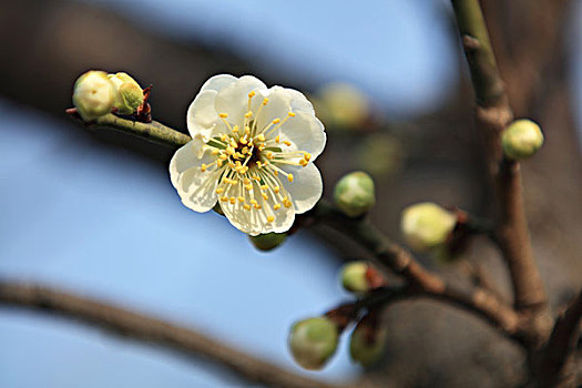 梅花