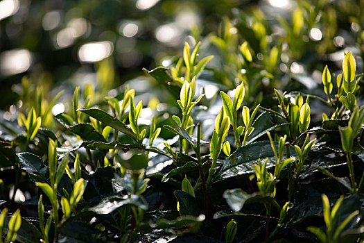 杭州西湖龙井春茶芽逆光