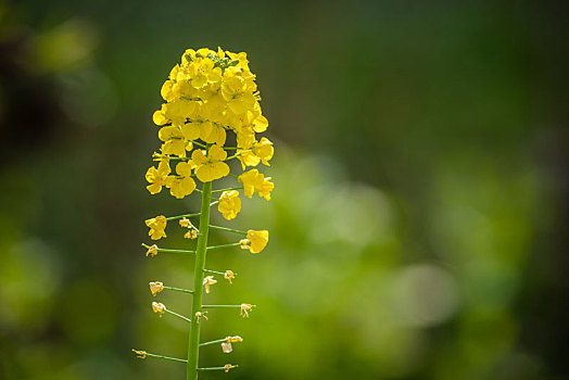 油菜花花田