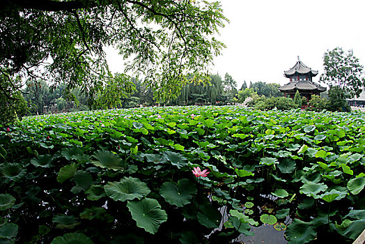 河北保定古莲池书院,荷塘夏日美景