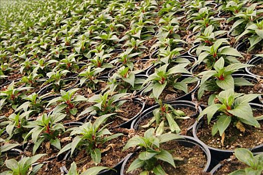 阳台植物,凤仙花属植物,乐园