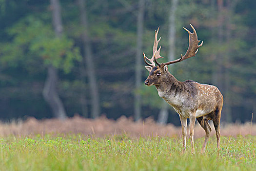 雄性,扁角鹿,黇鹿,秋天,黑森州,德国
