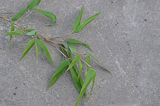 竹子,竹叶,植物,特写,图片,素材